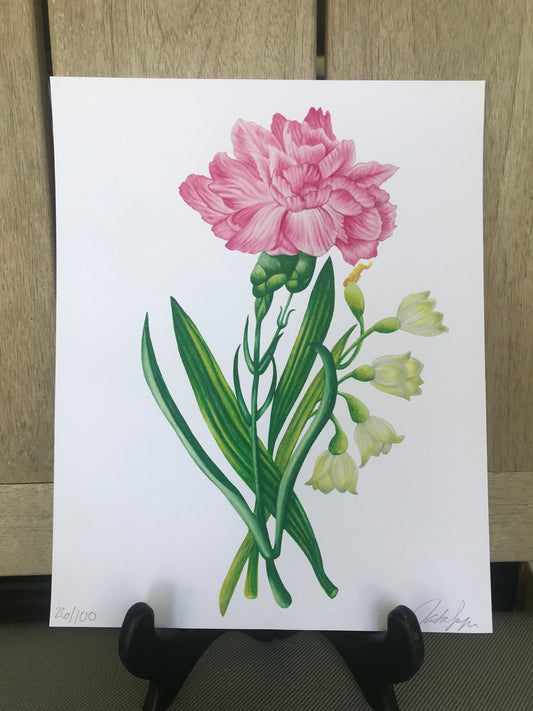 January Birth Flowers Botanical Illustration, Carnation and Snowdrops