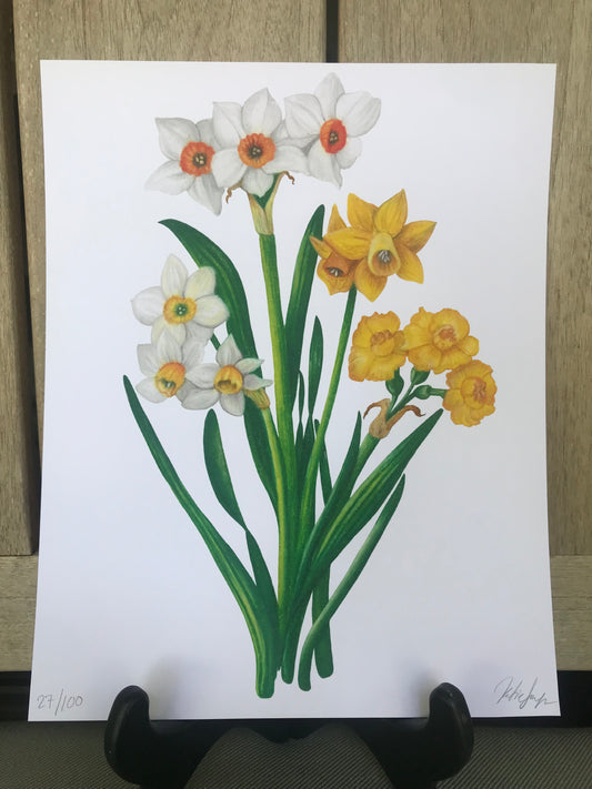 March Birth Flowers Botanical Illustration, Daffodils and Jonquils