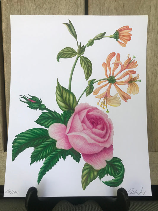 June Birth Flowers Botanical Illustration, Rose and Honeysuckles