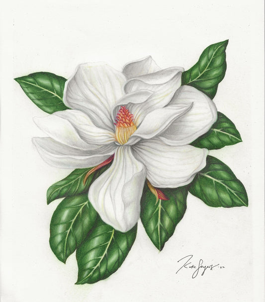 Magnolia no.1 Fine Art Botanical Illustration Print