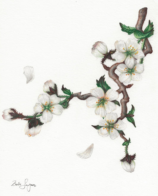 White Yoshino Cherry Blossoms Botanical Illustration Print