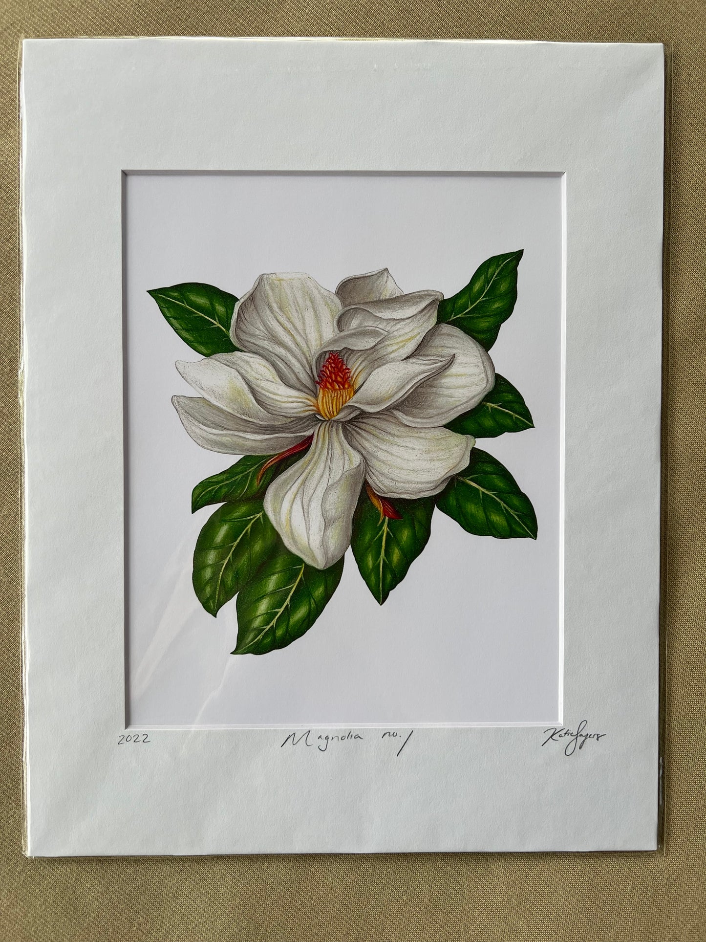 Magnolia no.1 Fine Art Botanical Illustration Print