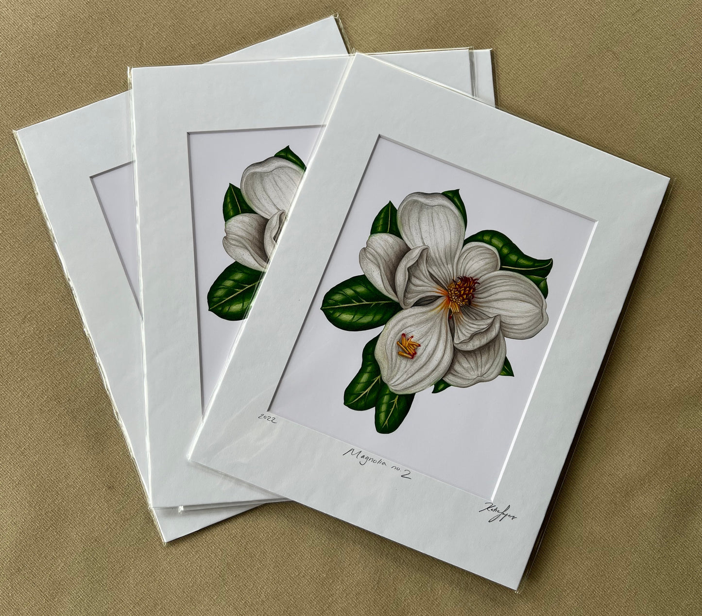 Magnolia no.2 Fine Art Botanical Illustration Print