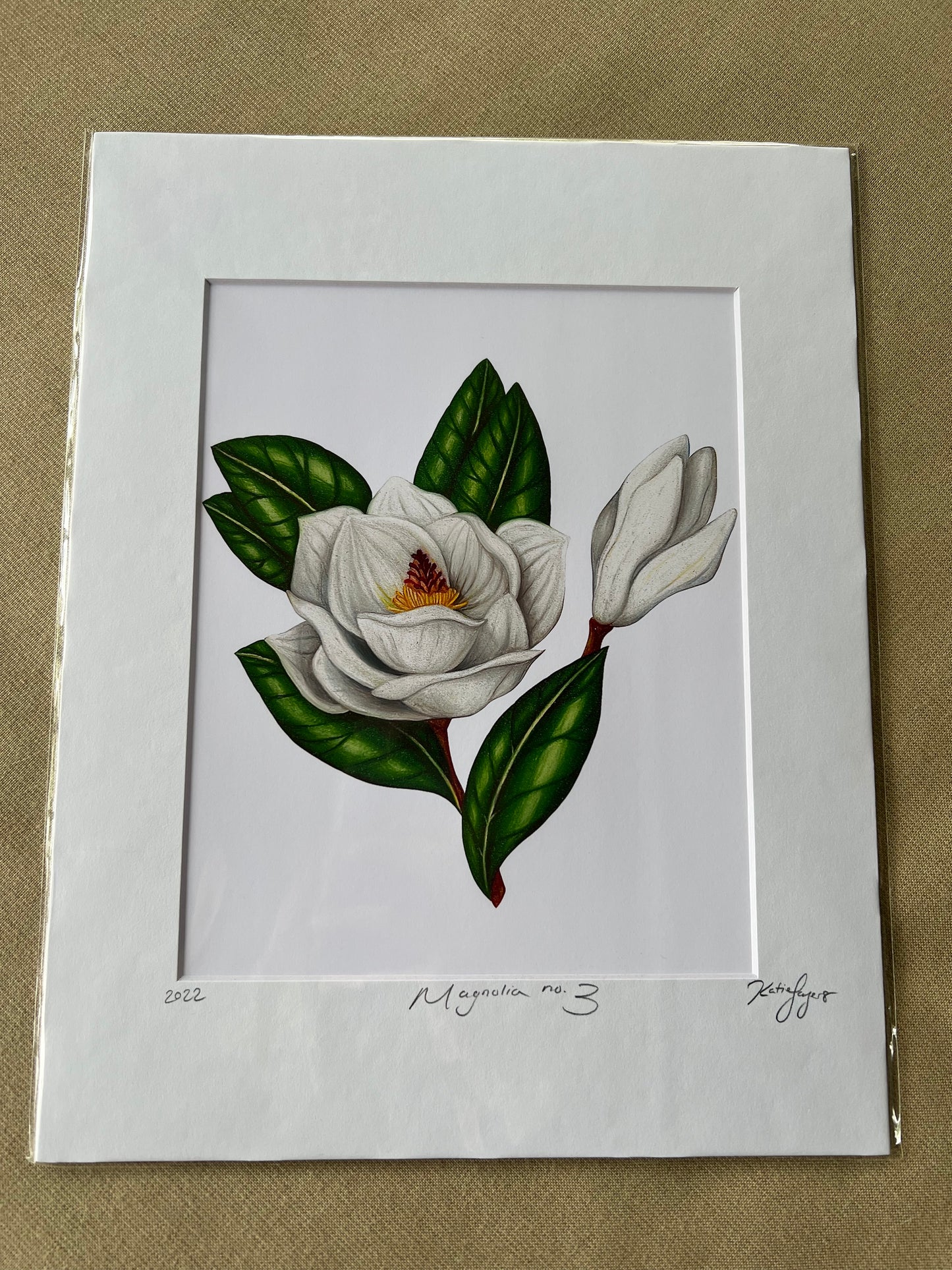 Magnolia no.3 Fine Art Botanical Illustration Print