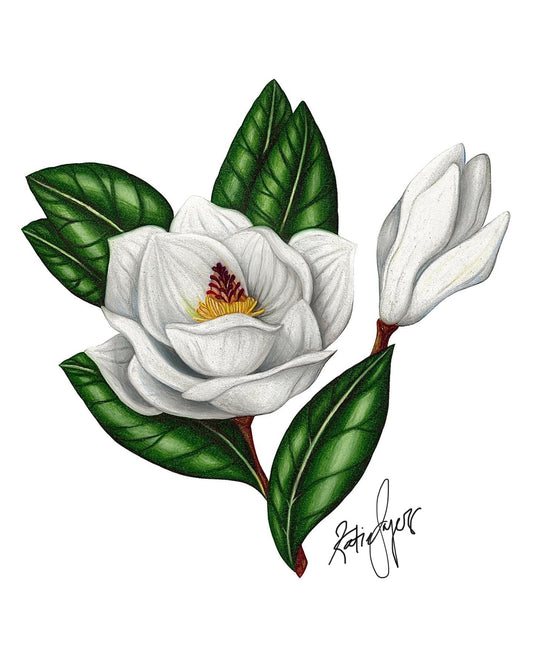 Magnolia no.3 Fine Art Botanical Illustration Print