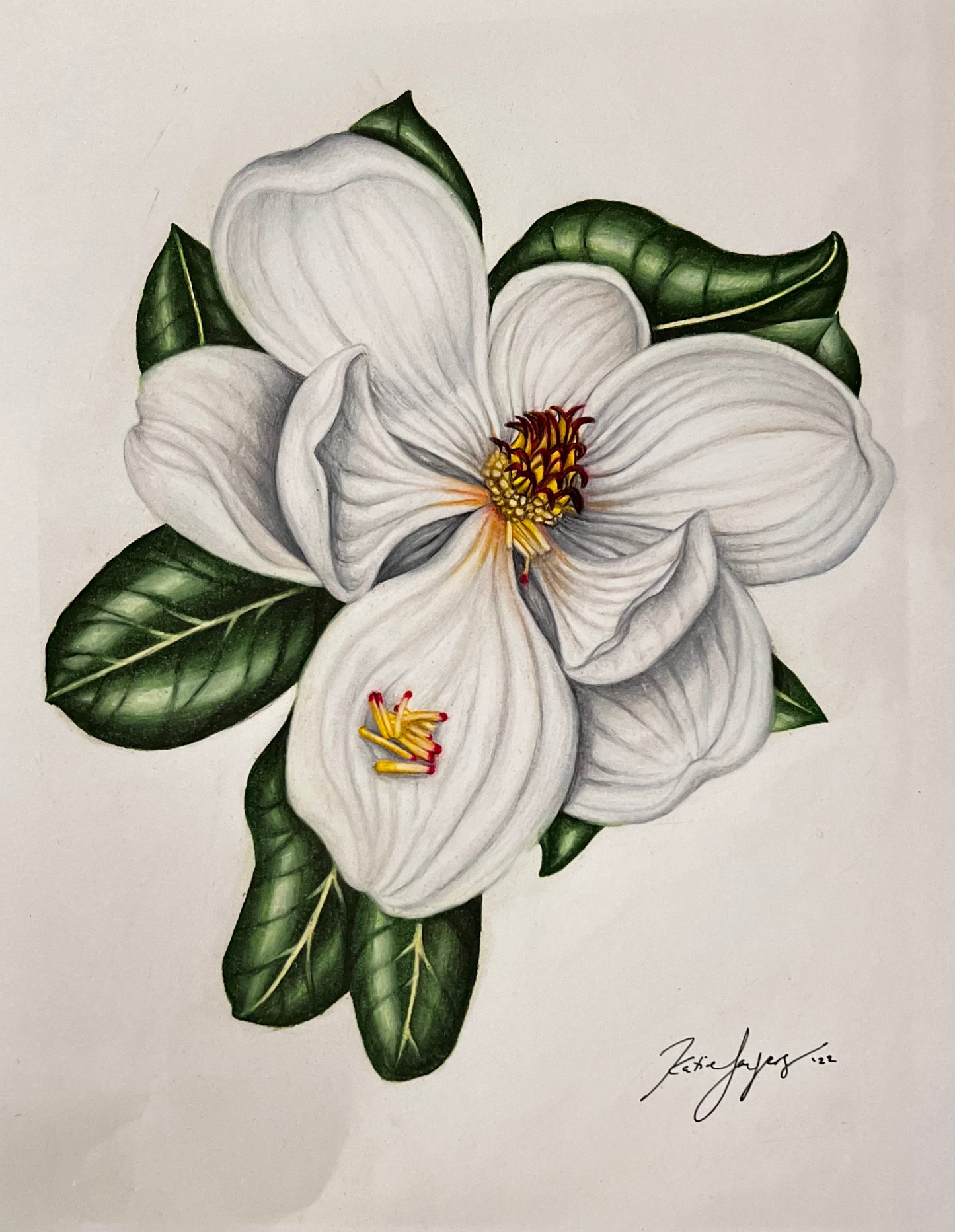 Magnolia no.2 Fine Art Botanical Illustration Print