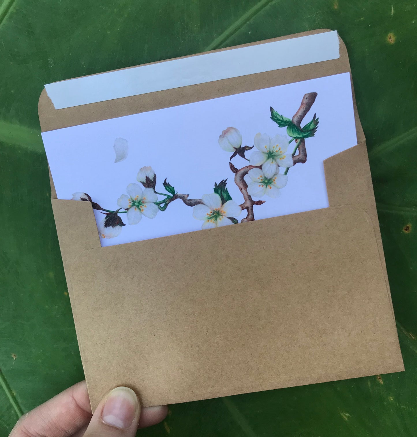 Blank Assorted Floral Greeting Cards