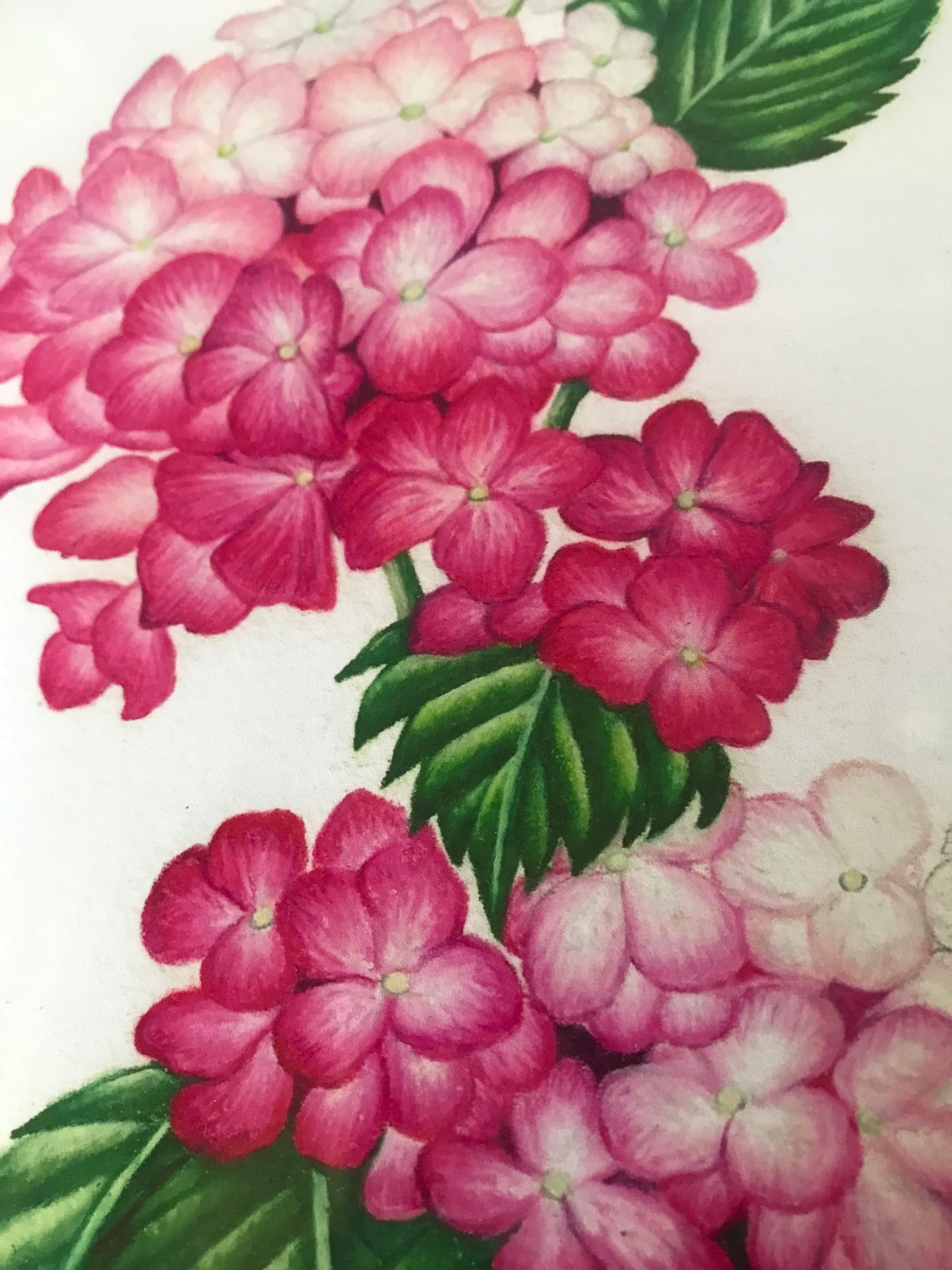 Pinky Winky Hydrangea Botanical Illustration Print