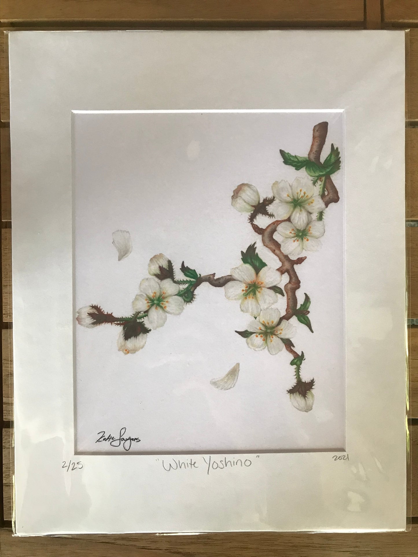 White Yoshino Cherry Blossoms Botanical Illustration Print