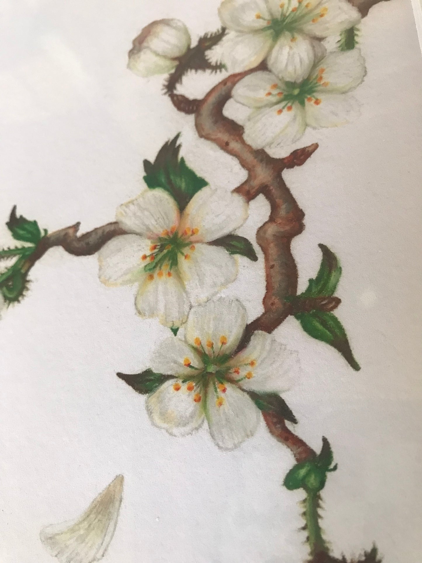 White Yoshino Cherry Blossoms Botanical Illustration Print