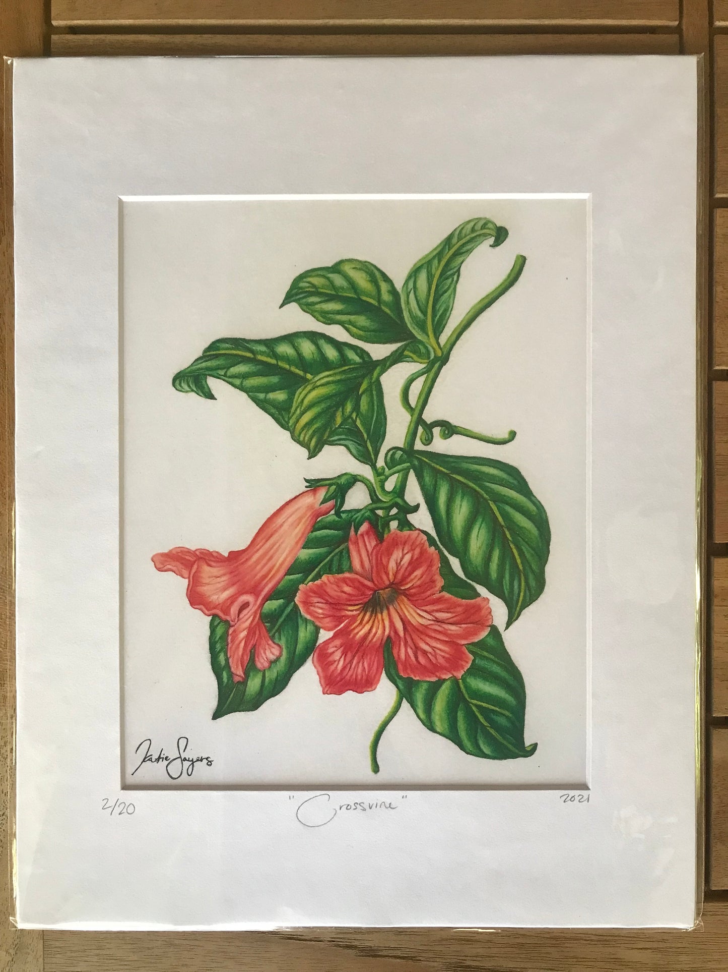 Orange Crossvine Botanical Illustration Print