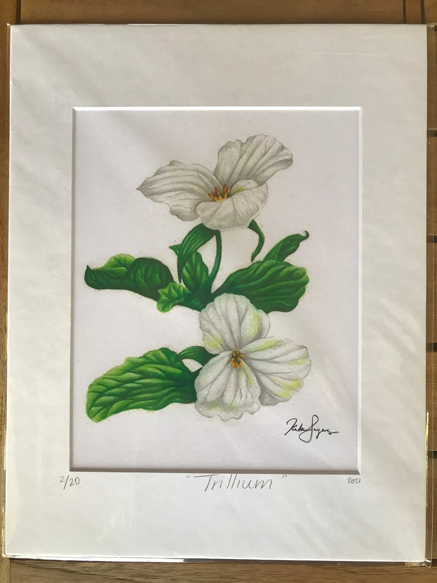 White Trillium Botanical Illustration Print