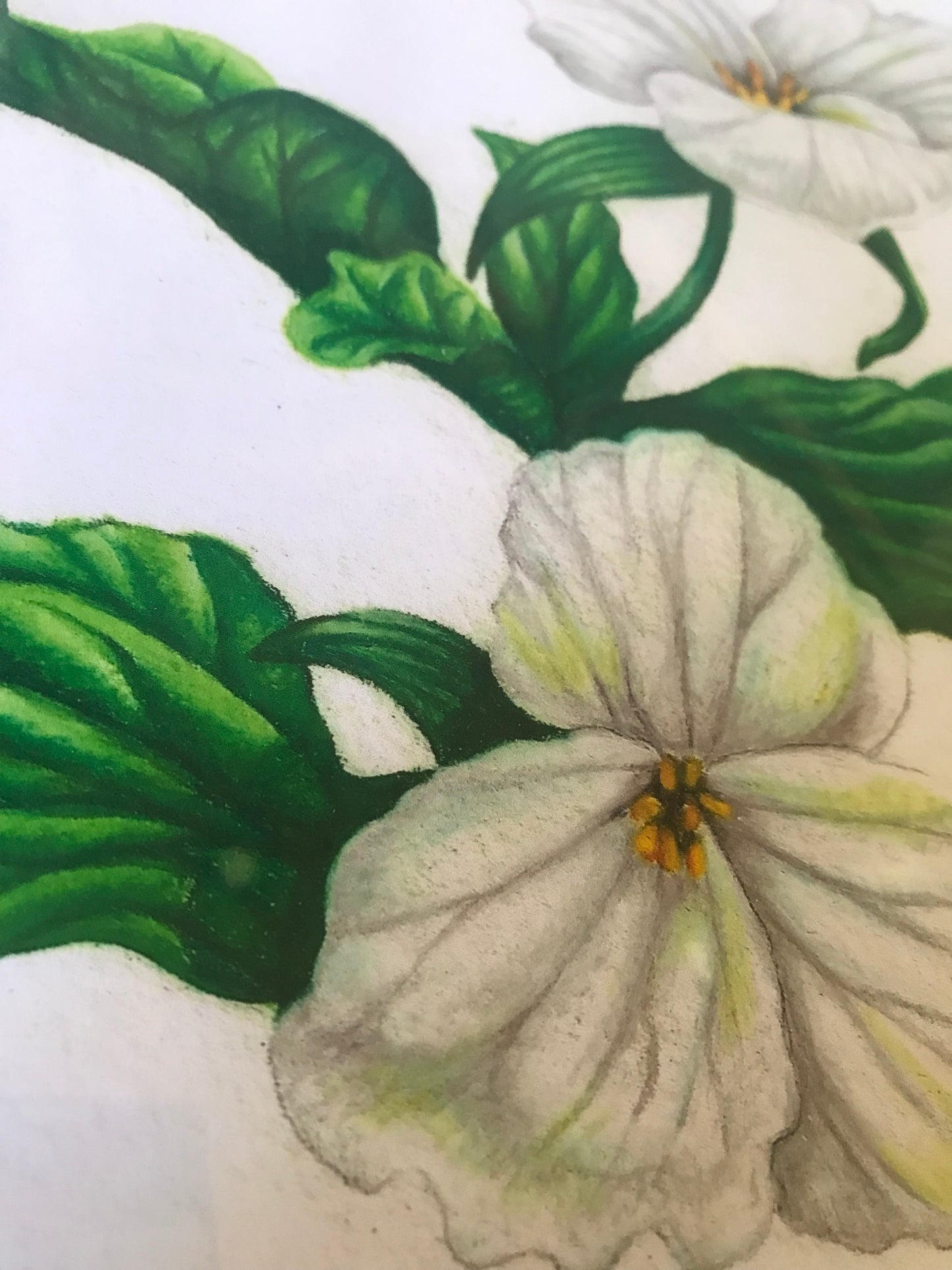 White Trillium Botanical Illustration Print