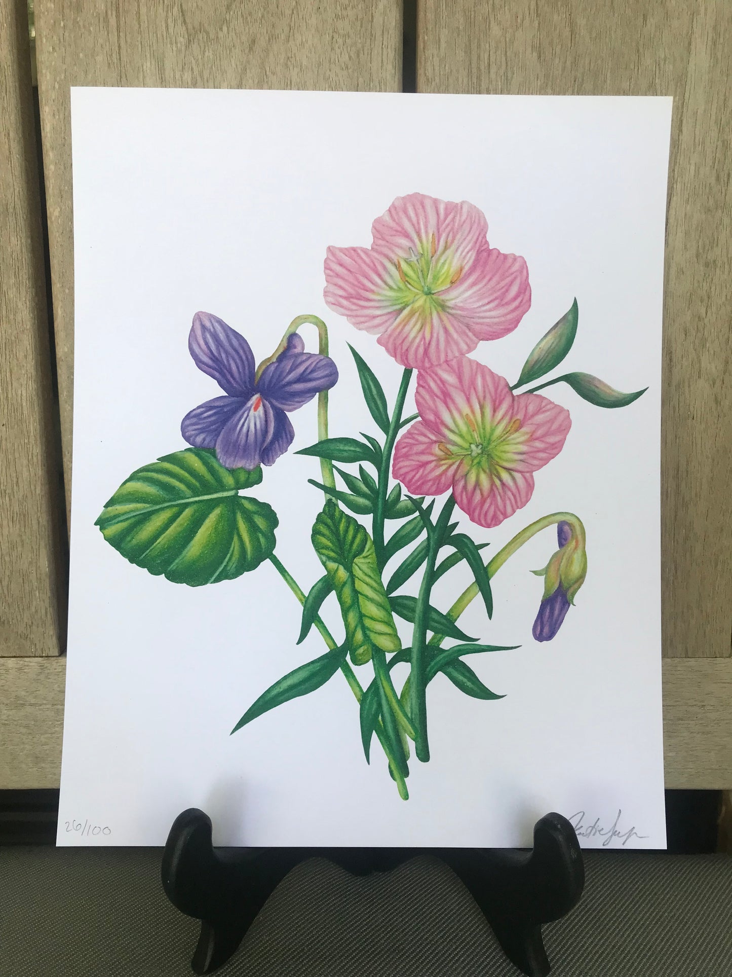 February Birth Flowers Botanical Illustration, Primroses and Violets
