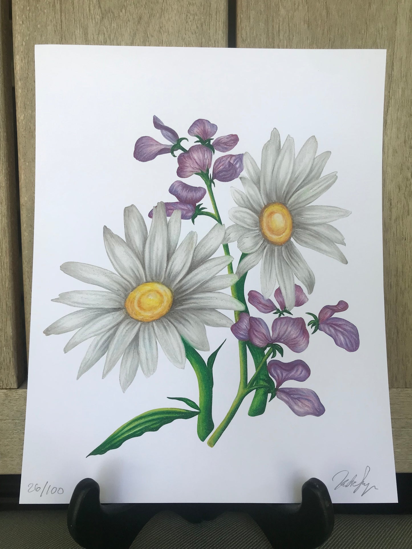 April Birth Flowers Botanical Illustration, Daisies and Sweet-Peas
