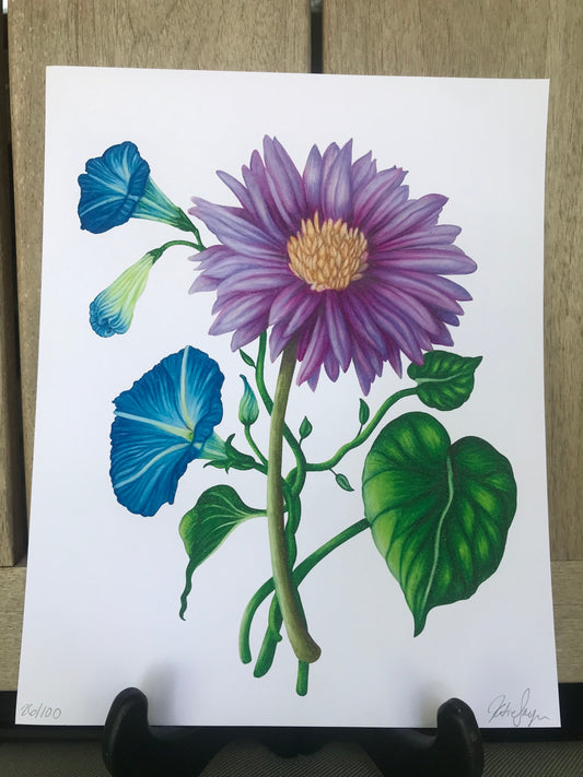 September Birth Flowers Botanical Illustration, Aster and Morning Glories