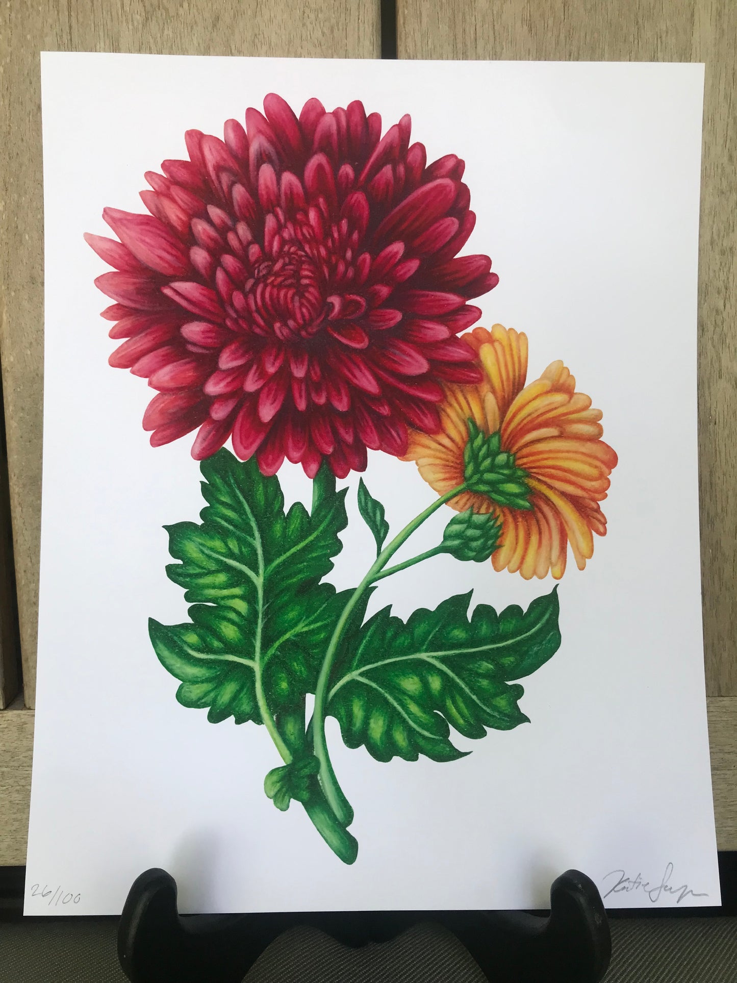 November Birth Flowers Botanical Illustration, Chrysanthemums