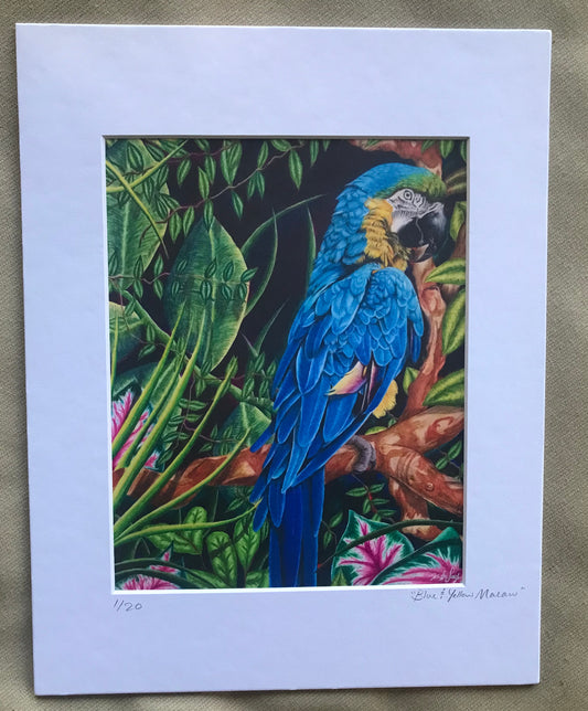 Blue and Yellow Macaw Fine Art Print