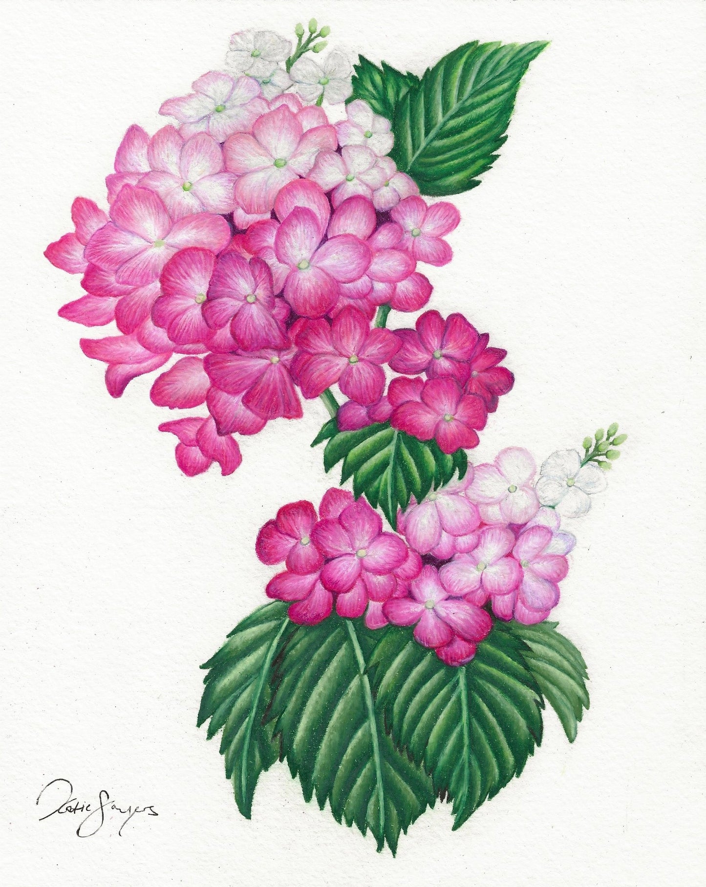 Pinky Winky Hydrangea Botanical Illustration Print