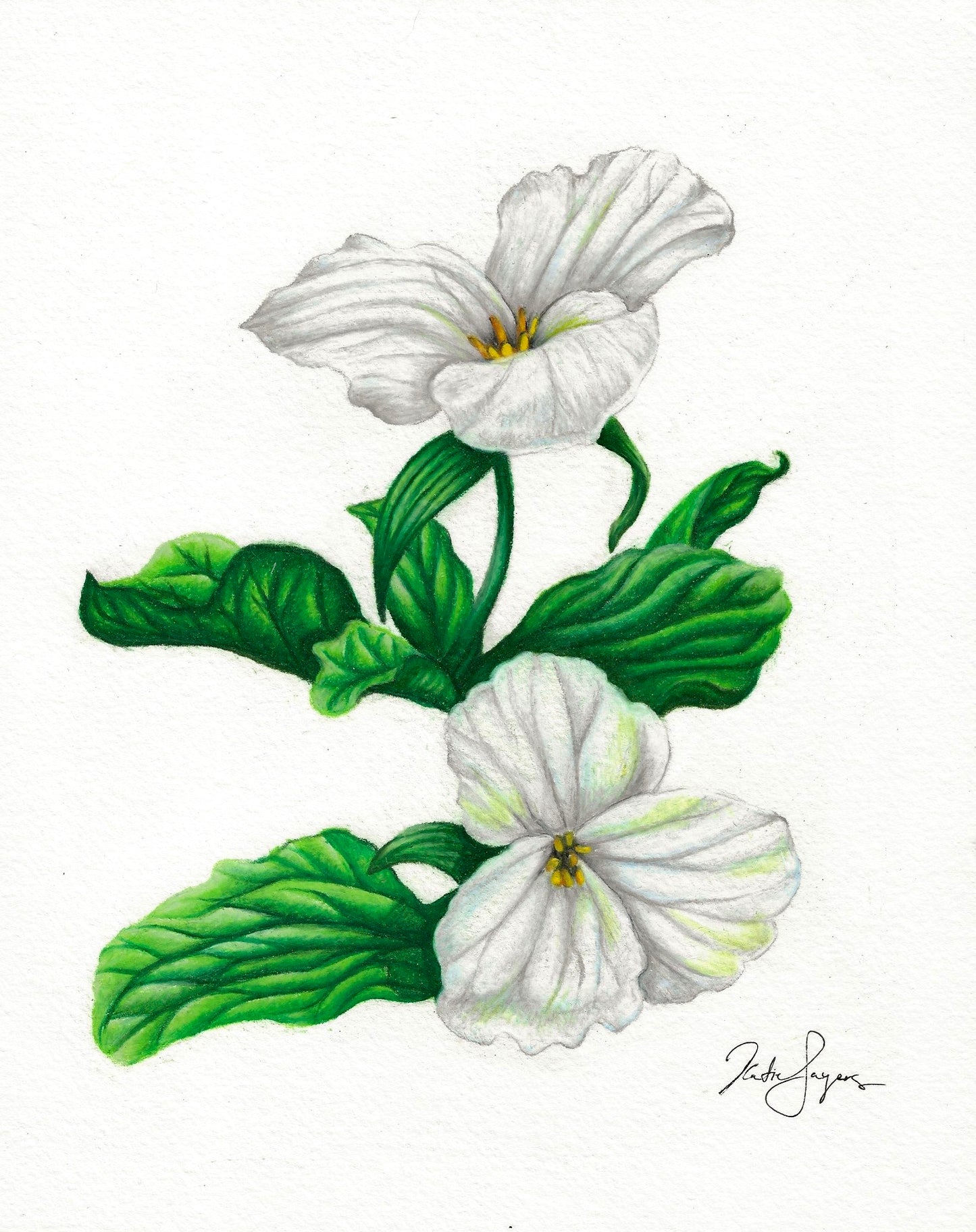White Trillium Botanical Illustration Print