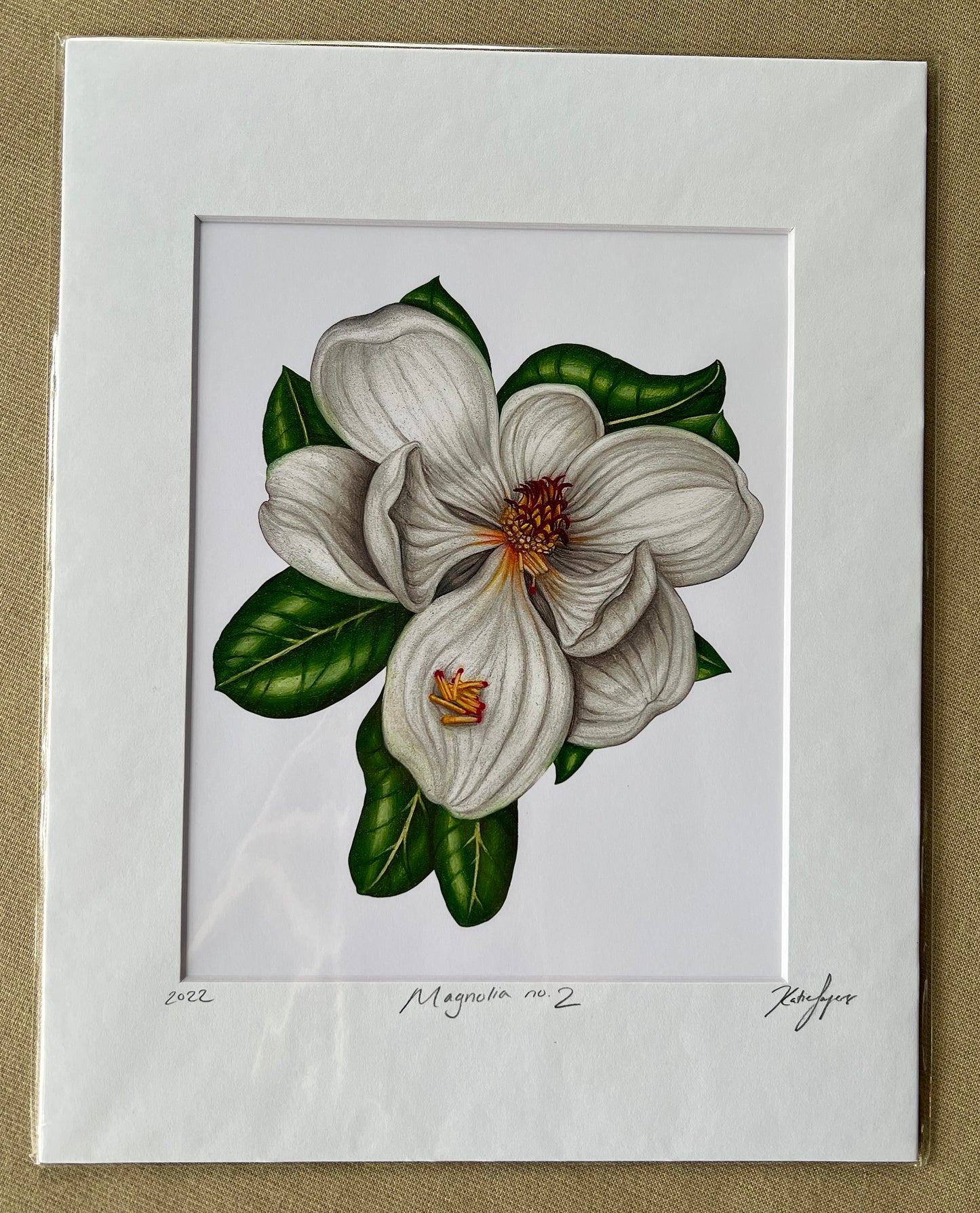 Magnolia no.2 Fine Art Botanical Illustration Print