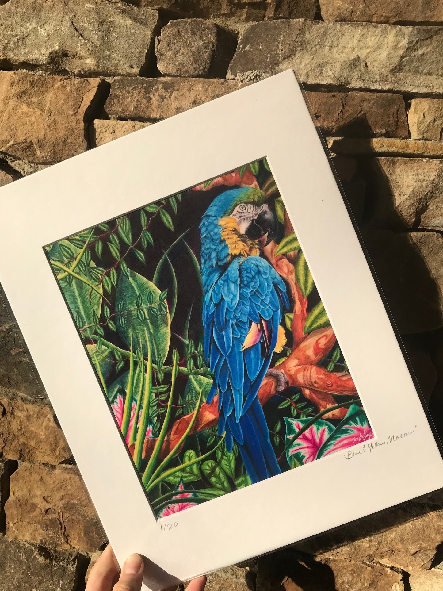 Blue and Yellow Macaw Fine Art Print